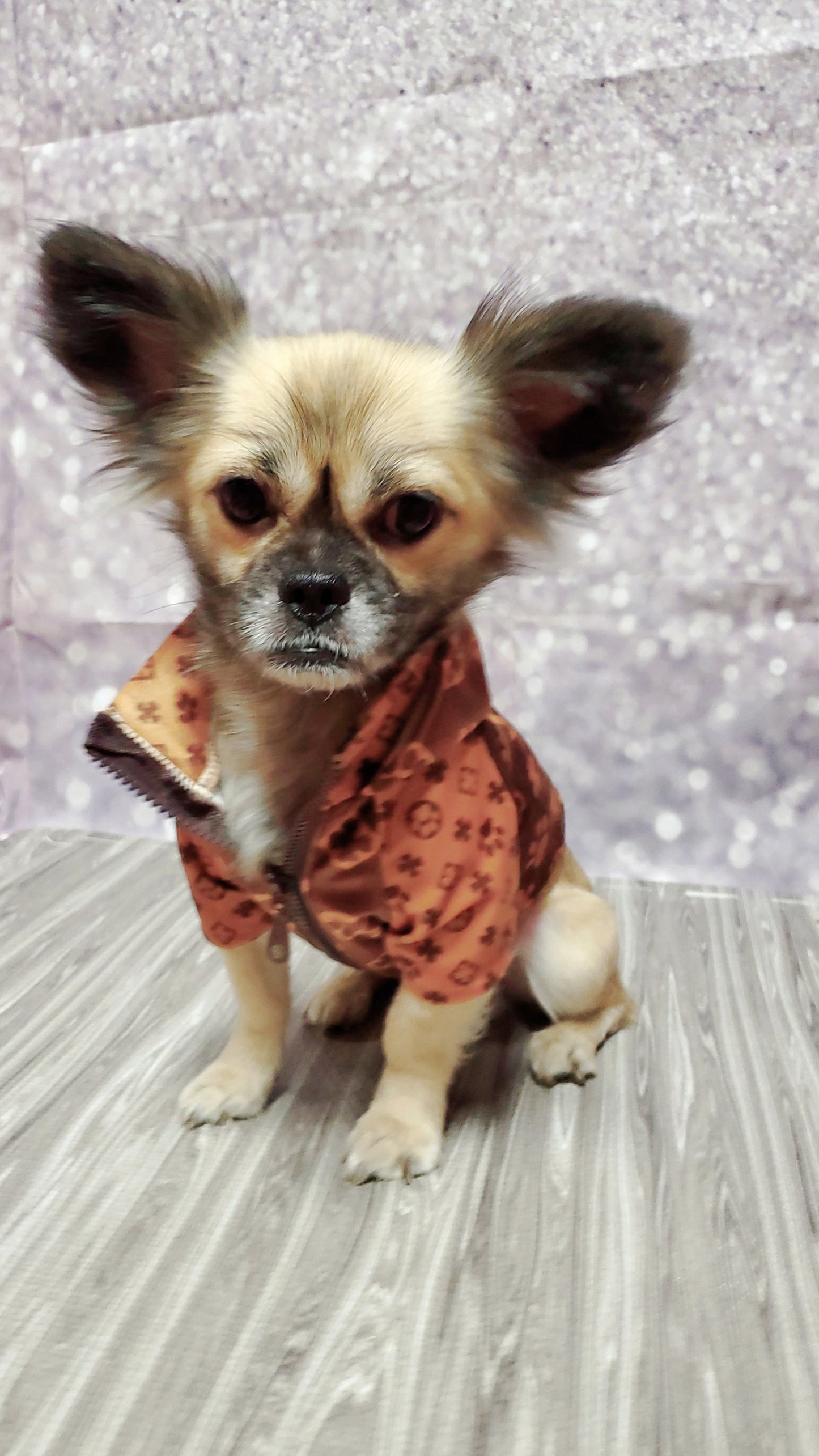 I'm too Bouji for this weather zip-up hoodie- Luxury Dog Apparel