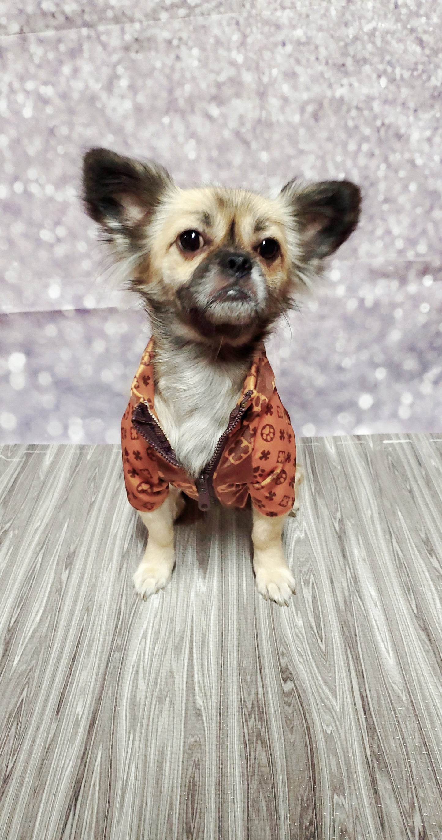 I'm too Bouji for this weather zip-up hoodie- Luxury Dog Apparel