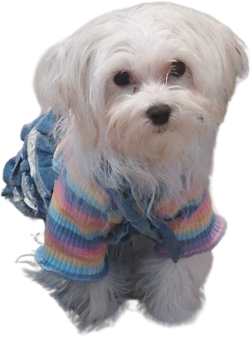Rainbow striped dog vest T-shirt