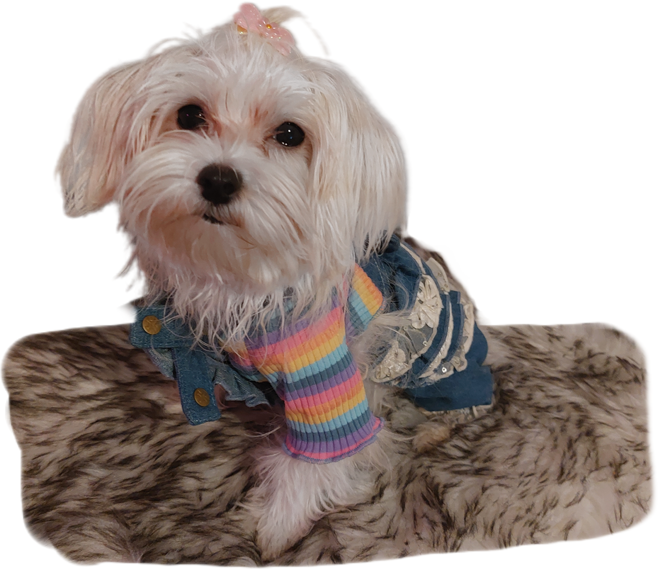 Rainbow striped dog vest T-shirt