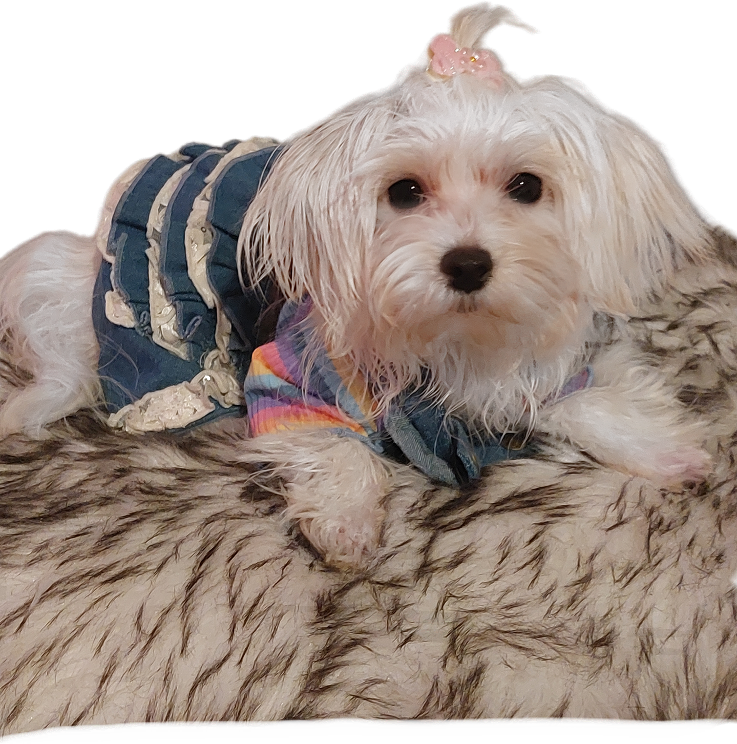 Rainbow striped dog vest T-shirt