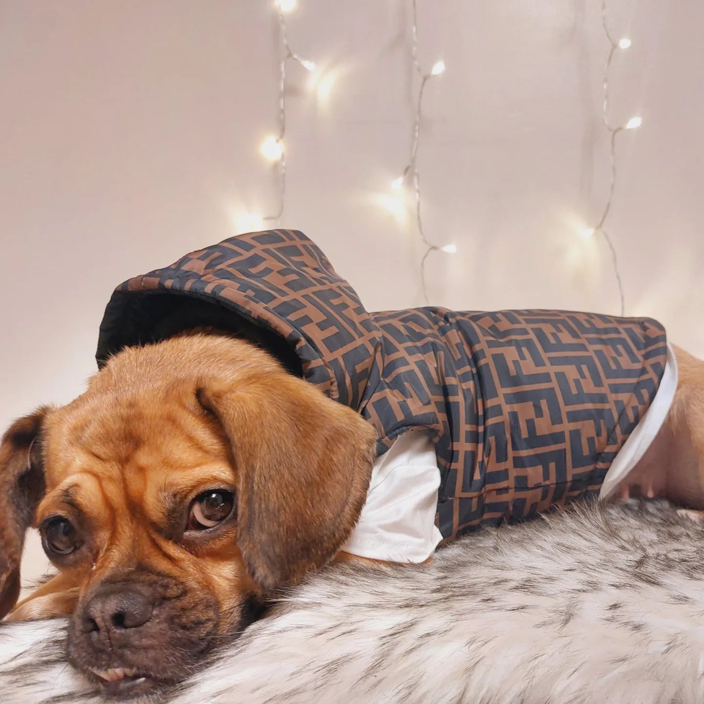 Friendi Dazzeled Teddy Bear Luxury Dog Shirt