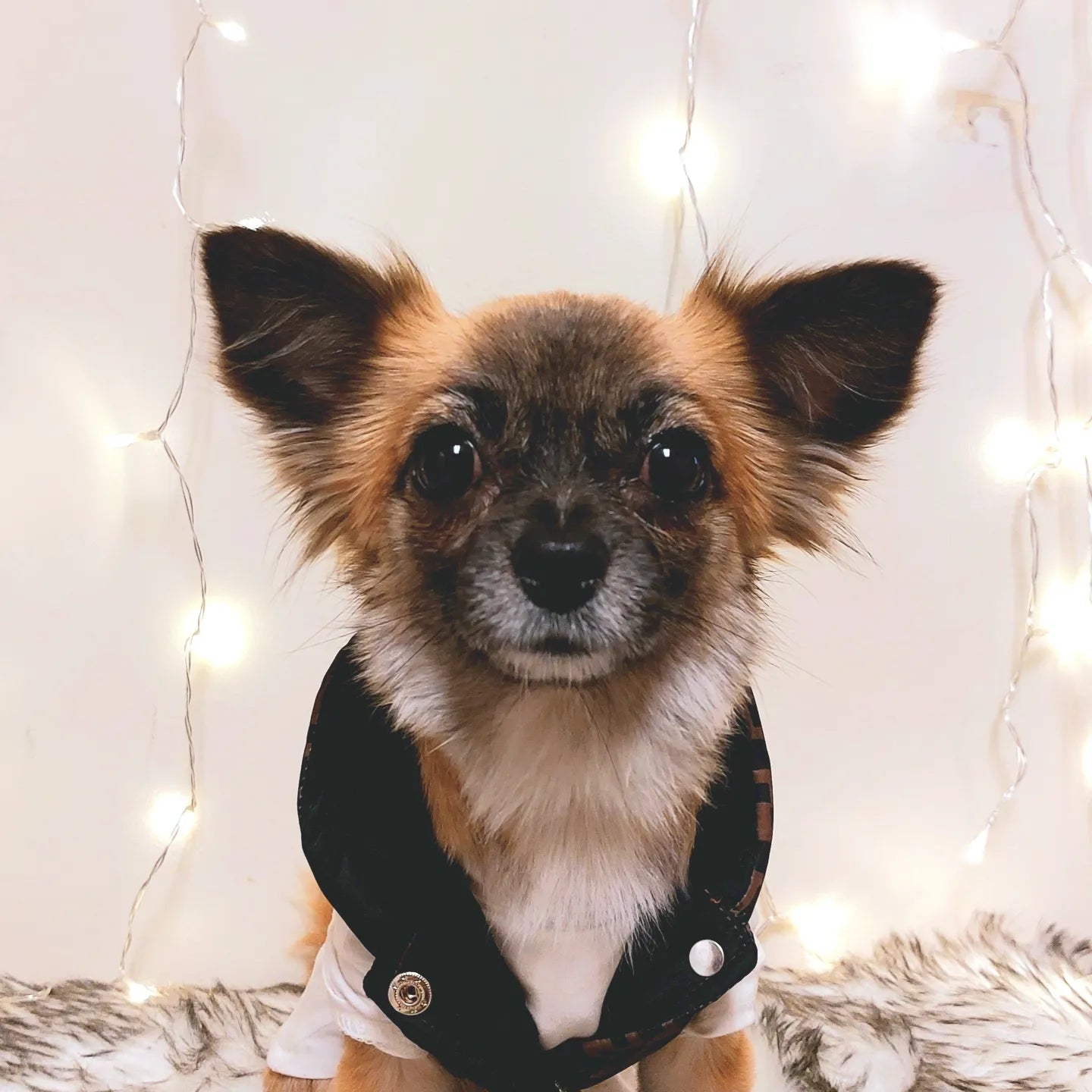 Friendi Dazzeled Teddy Bear Luxury Dog Shirt