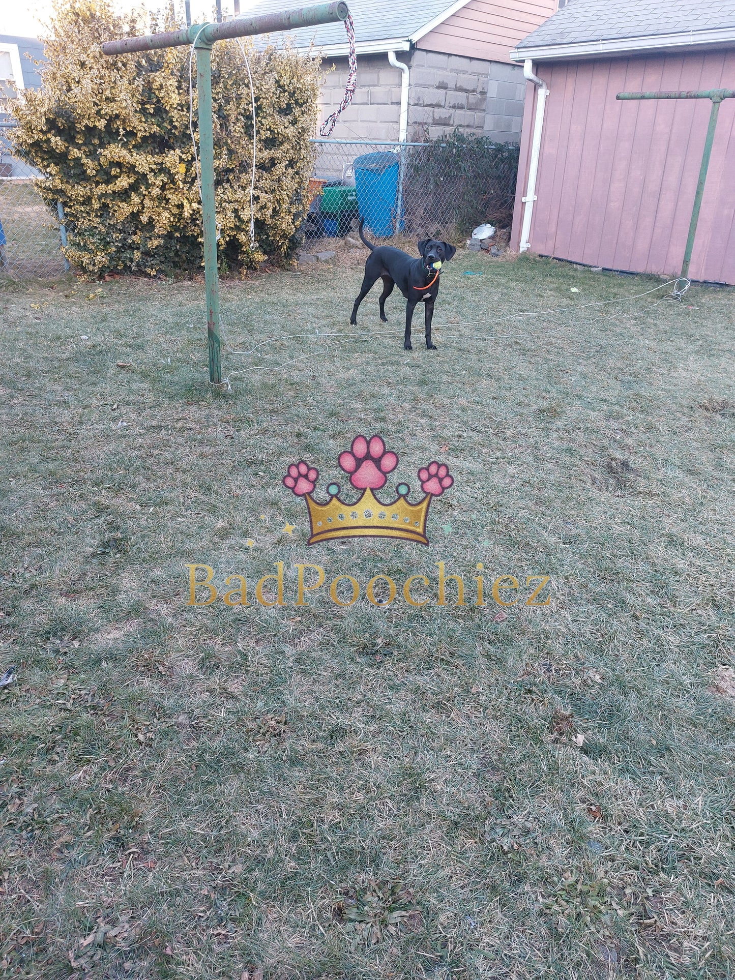 BadPoochiez Boarding Services