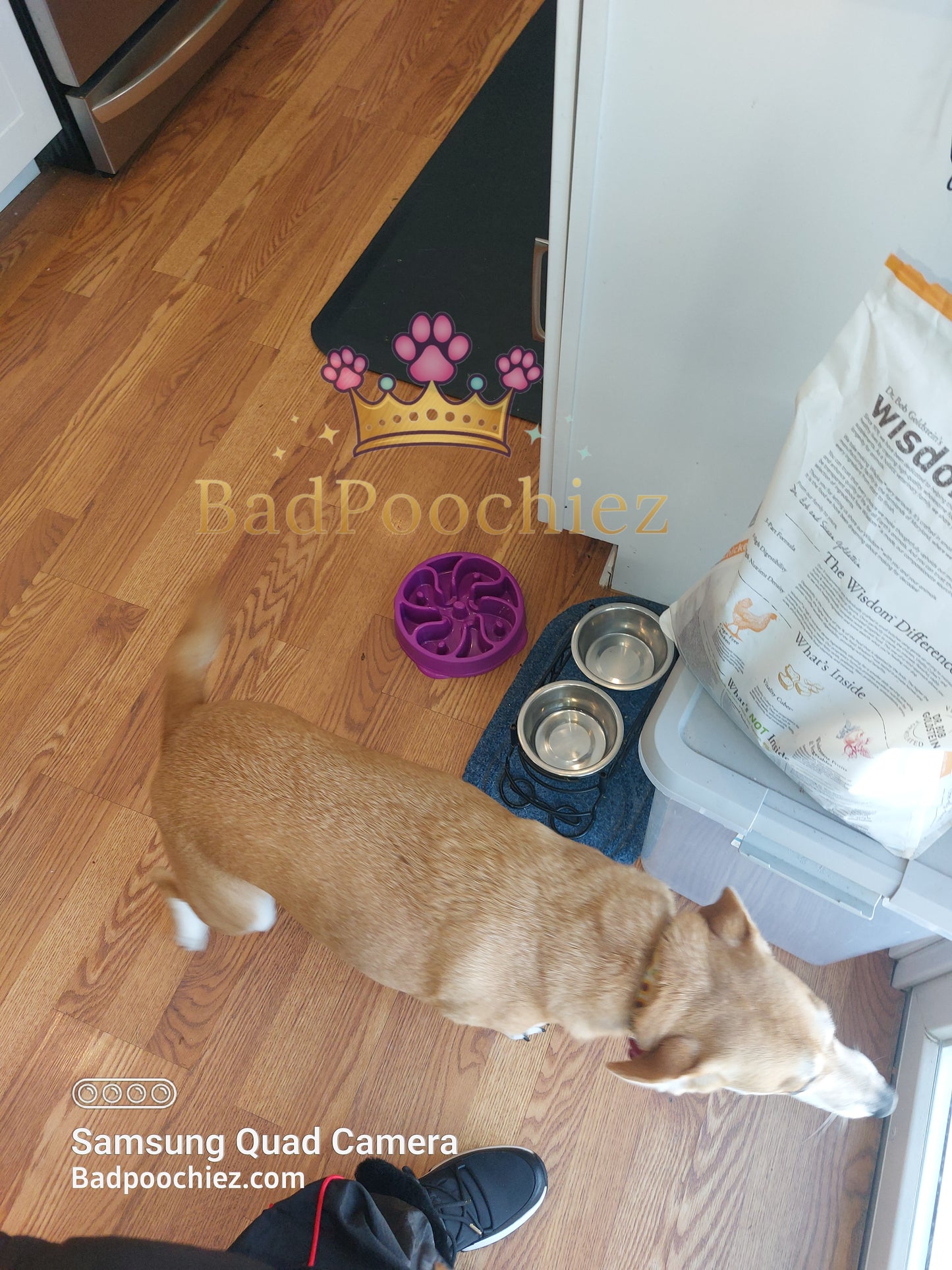BadPoochiez Drop in Visits Services