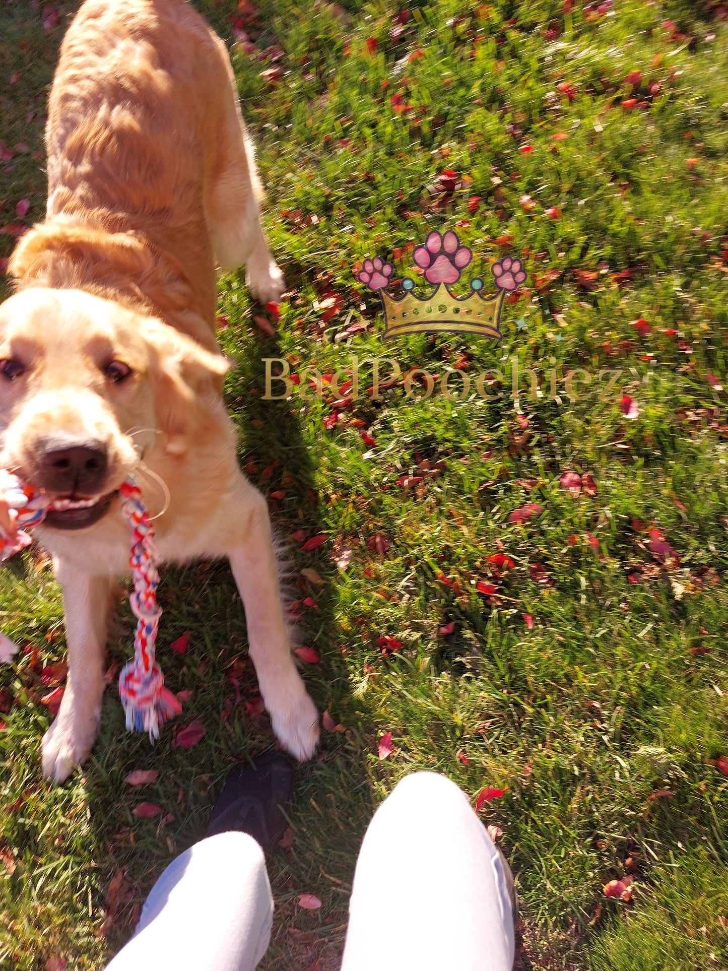Badpoochiez Doggy Daycare