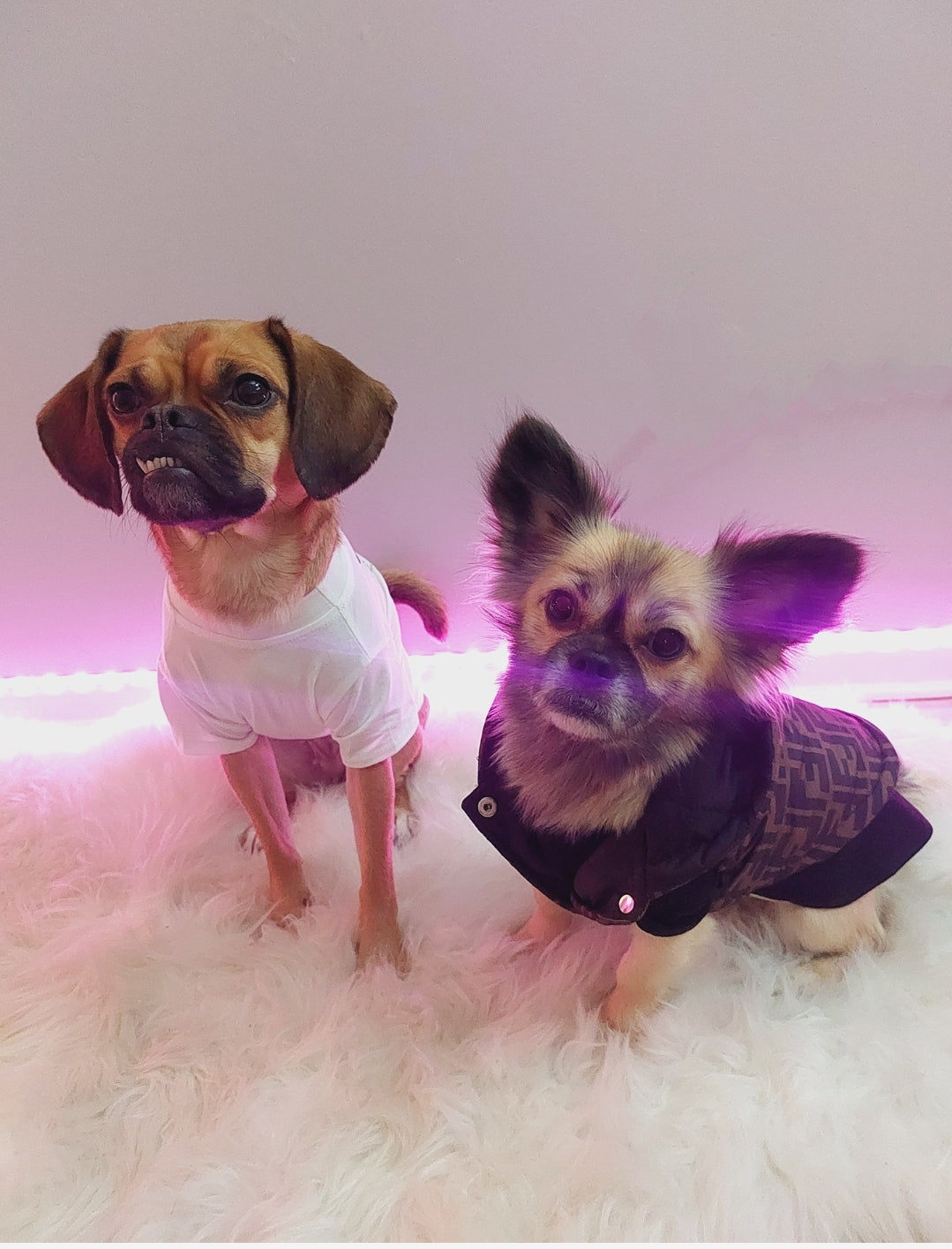 Friendi Dazzeled Teddy Bear Luxury Dog Shirt