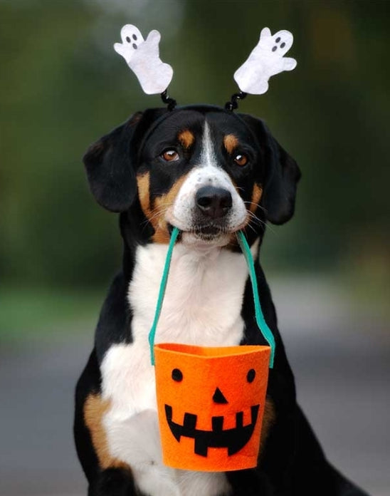 Halloween Collection