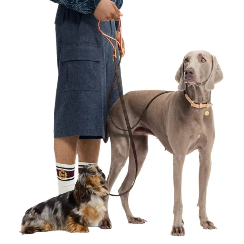 Luxury Adjustable PU Leather Dog Collar and Leash Set with Branded Designer  Pattern for Puppy and Dogs