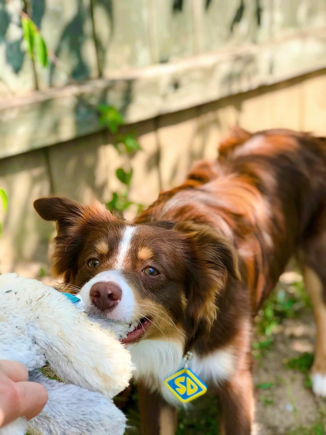 SD Dog Halloween Costume Collar Tag for Small Medium Large Dog Puppy Puppies Cat Clip-On Pet Cosplay Outfit, Small