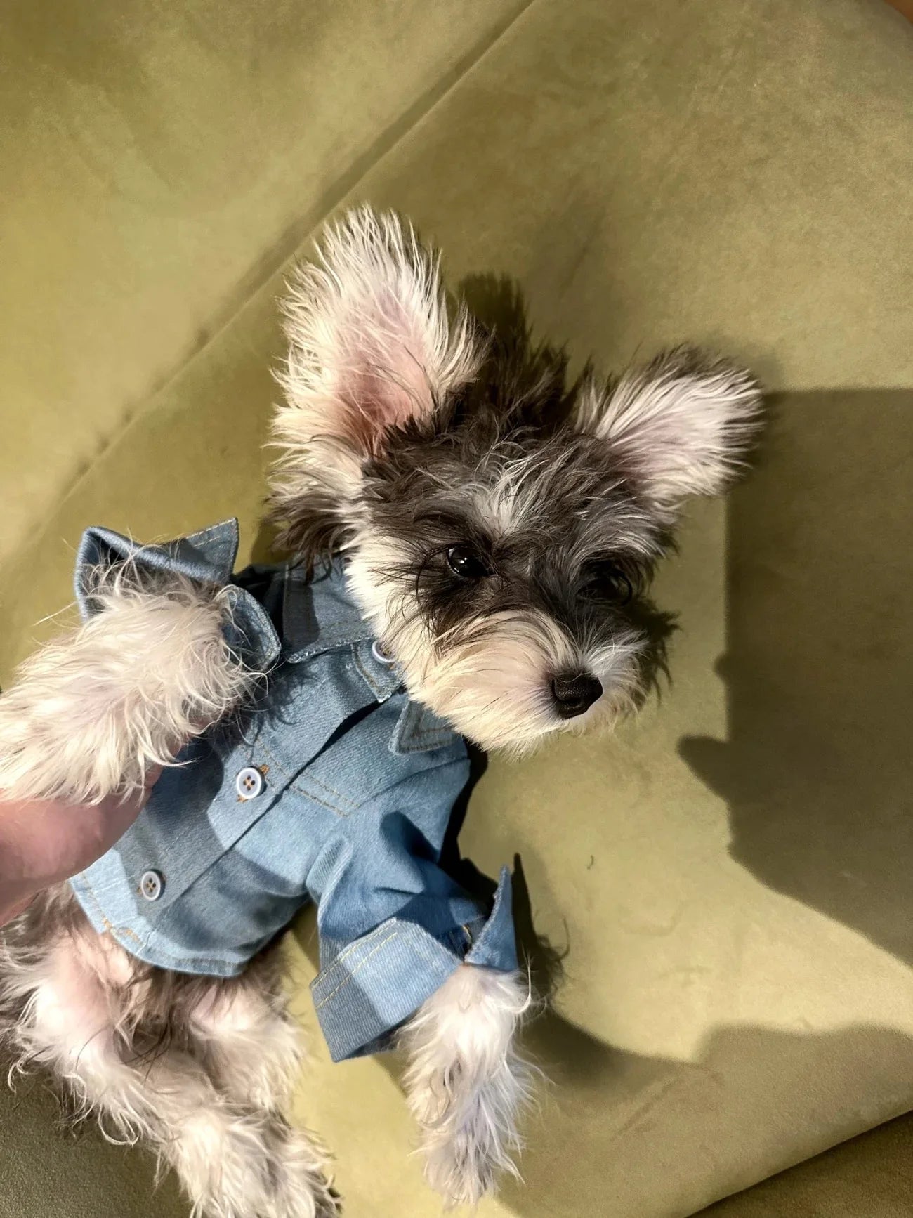 Cowboy Dog Shirt Spring Autumn Handsome Pet Shirt For Small Medium Teddy Bichon Shirena Dog Coat Puppy Spring Clothes Pet Outfit