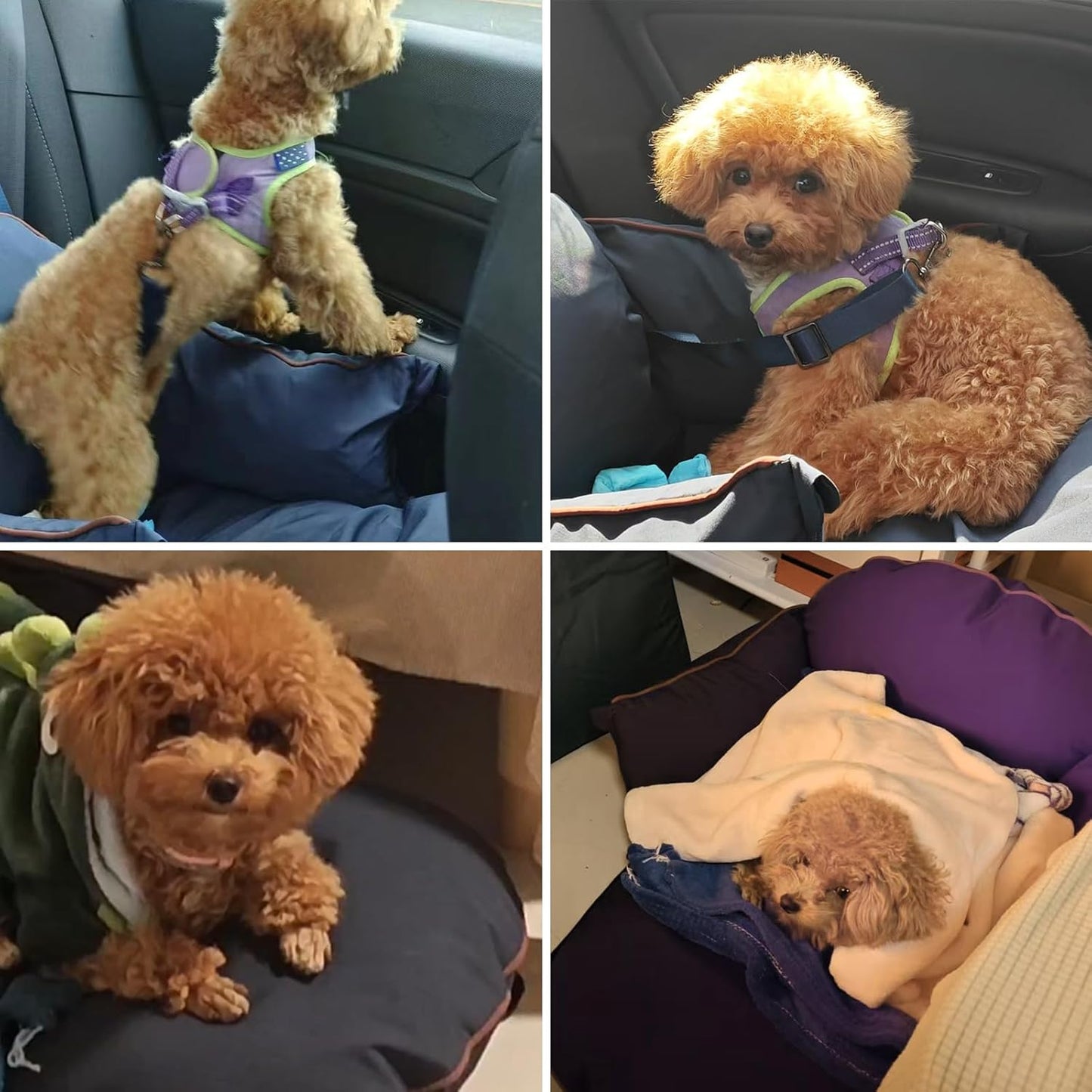 Luxurious Dog Car Seat for Small Dogs up to 20Lbs – 2-In-1 Puppy Cat Cozy Booster Carseat with Storage Pockets, Waterproof Outdoor Travel Pet Carrier Bed