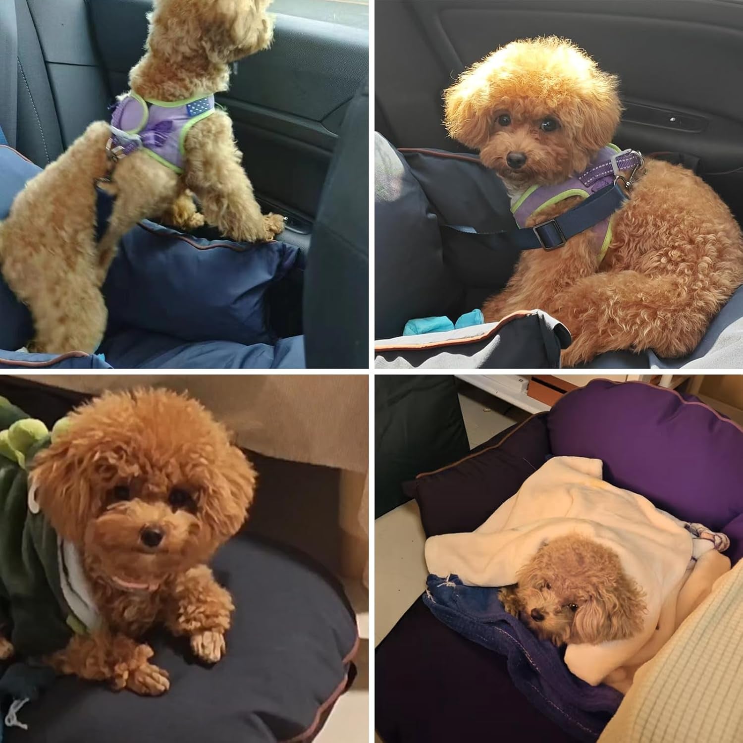 Luxurious Dog Car Seat for Small Dogs up to 20Lbs – 2-In-1 Puppy Cat Cozy Booster Carseat with Storage Pockets, Waterproof Outdoor Travel Pet Carrier Bed