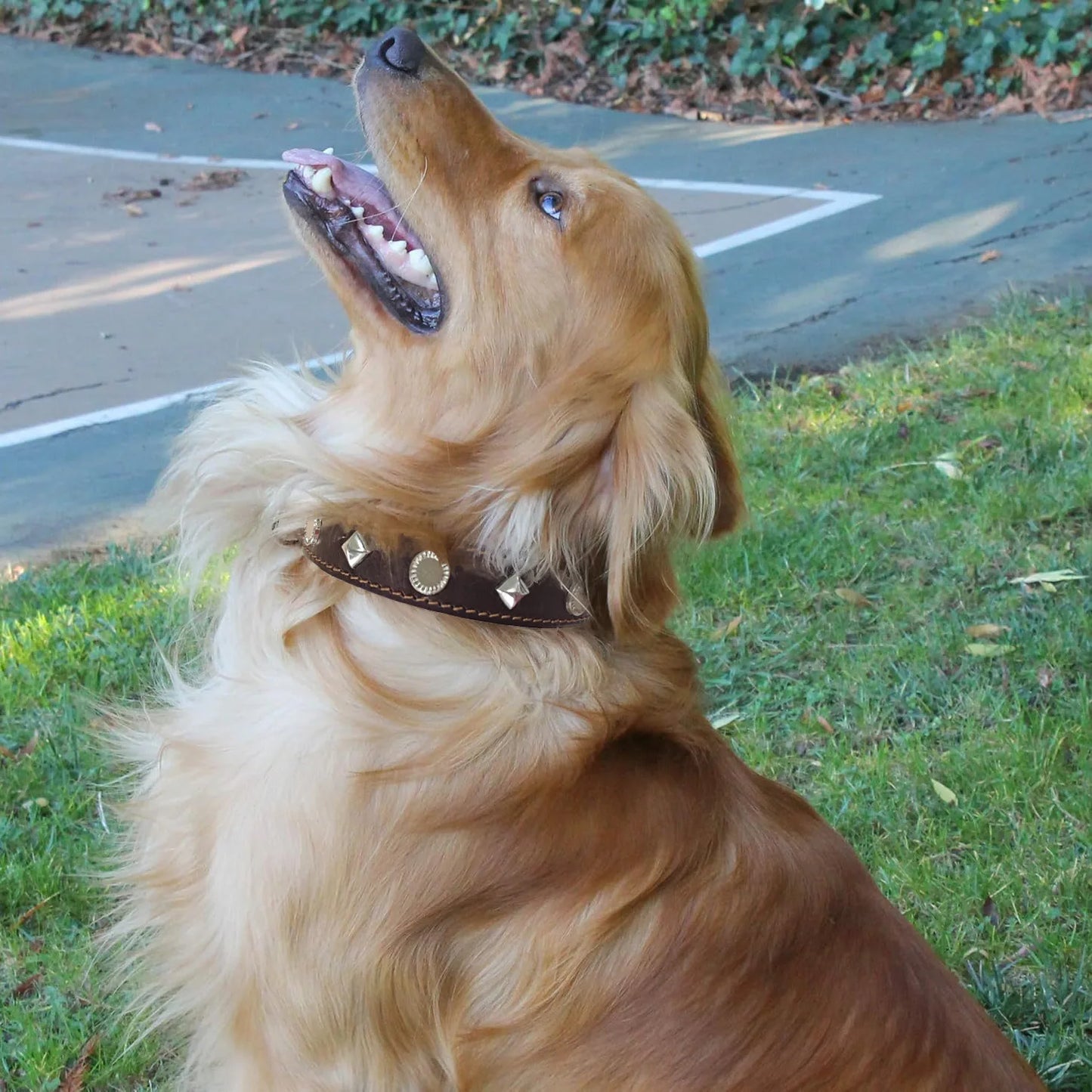 Handmade luxury leather dog collars with rivets for pets,  soft and comfortable top layer of cowhideall types of dogs