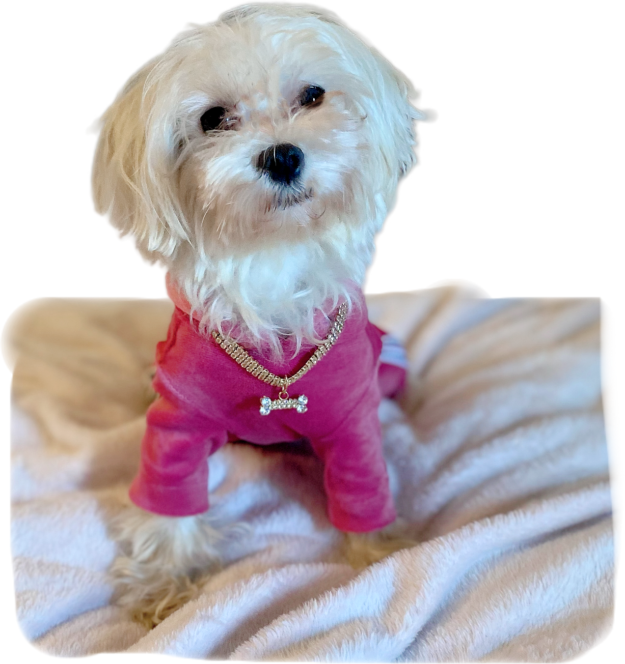 Pink Velvet Dog Jumpsuit