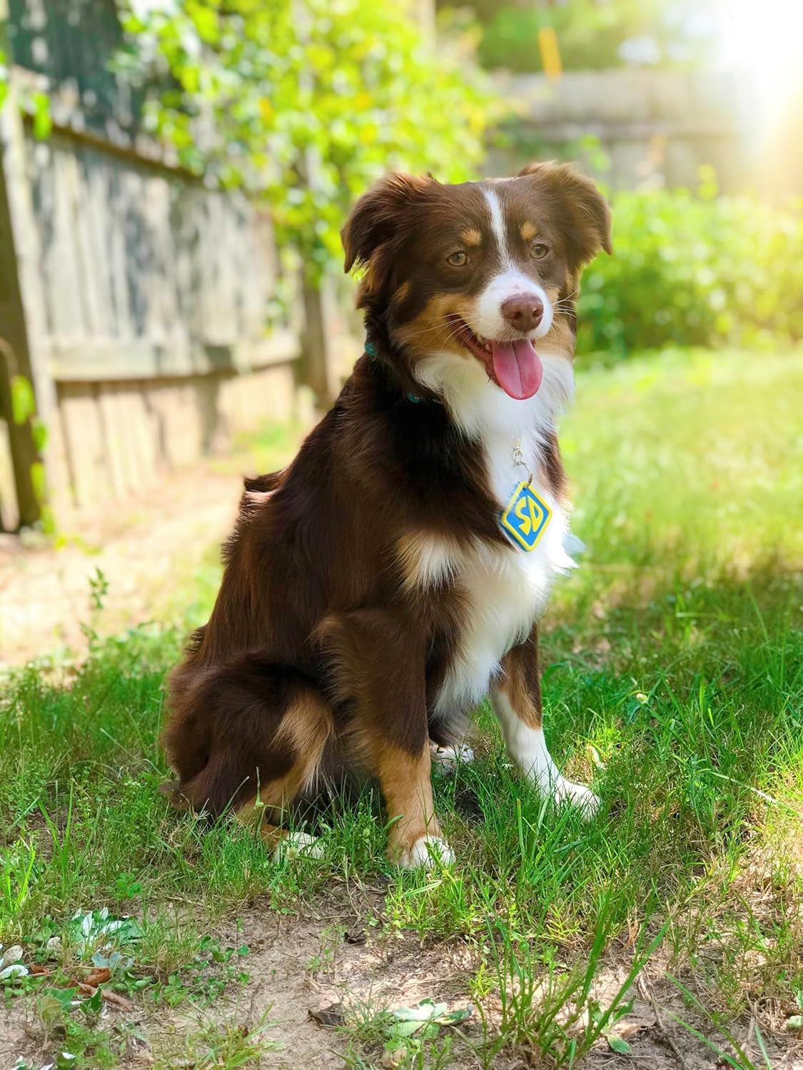 SD Dog Halloween Costume Collar Tag for Small Medium Large Dog Puppy Puppies Cat Clip-On Pet Cosplay Outfit, Small