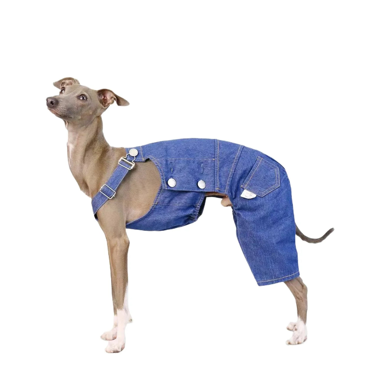 Italian greyhound denim overalls retro classic leg protection cloth fashionable whippet adjustable pants