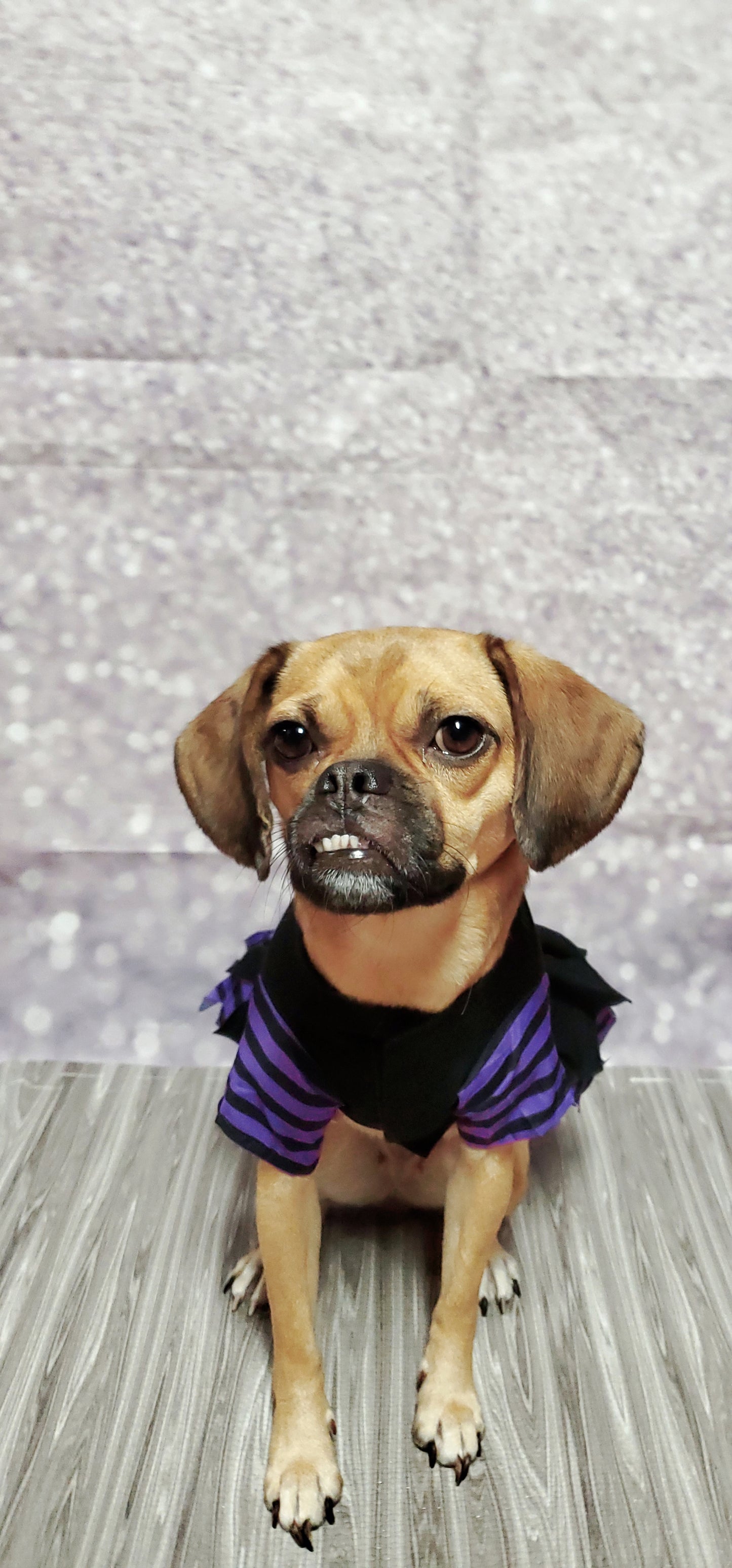 Doggy Witch Dog Costume