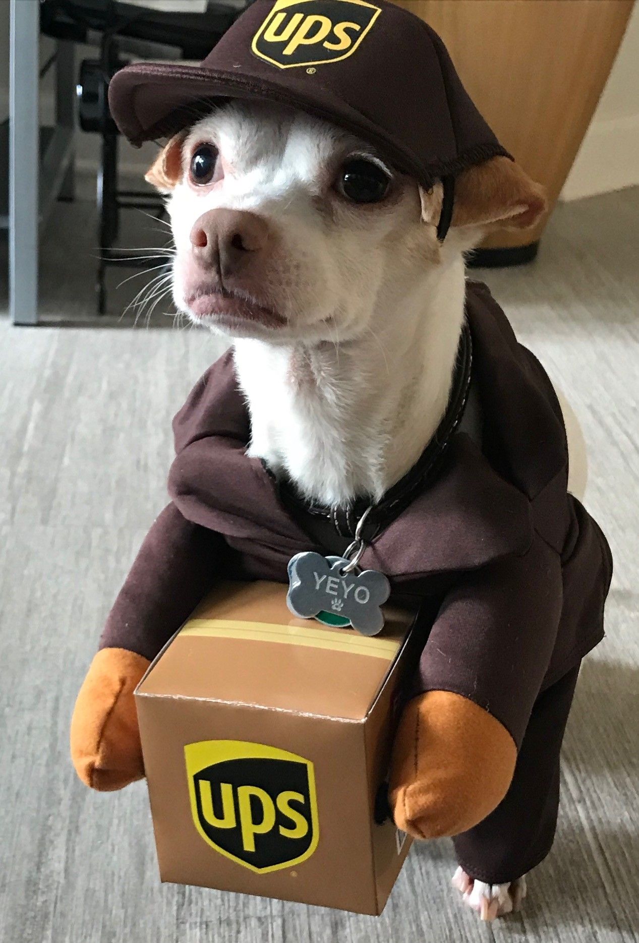 Ups Dog Costume