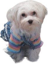 Load image into Gallery viewer, Rainbow striped dog vest T-shirt
