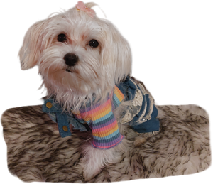 Rainbow striped dog vest T-shirt