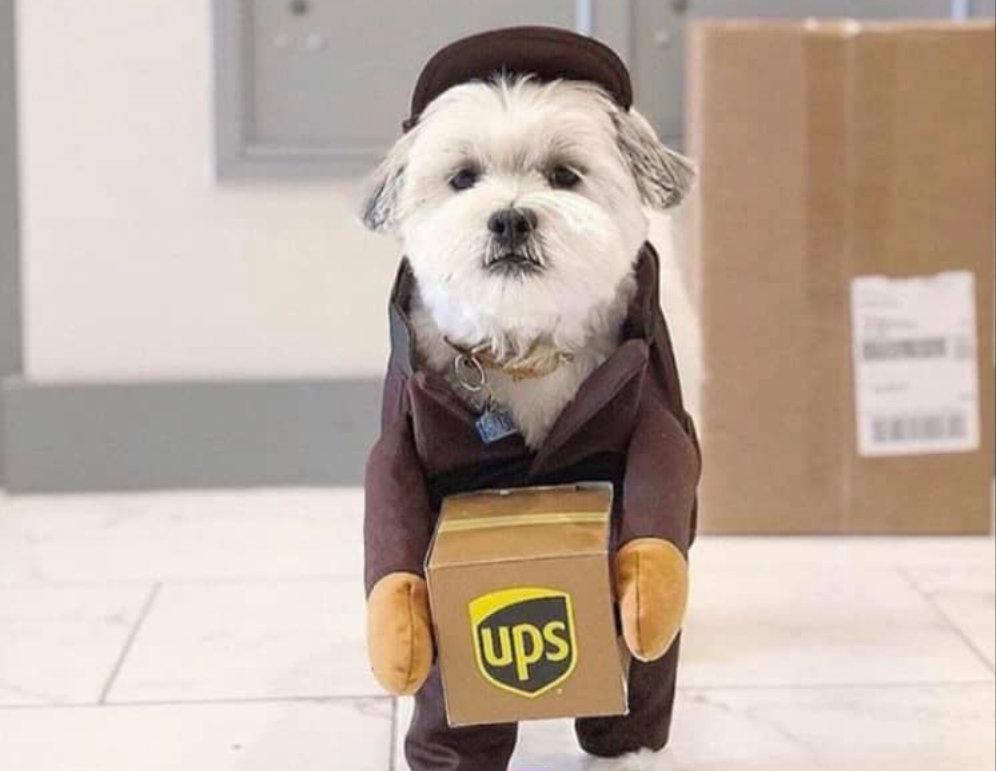 Ups Dog Costume