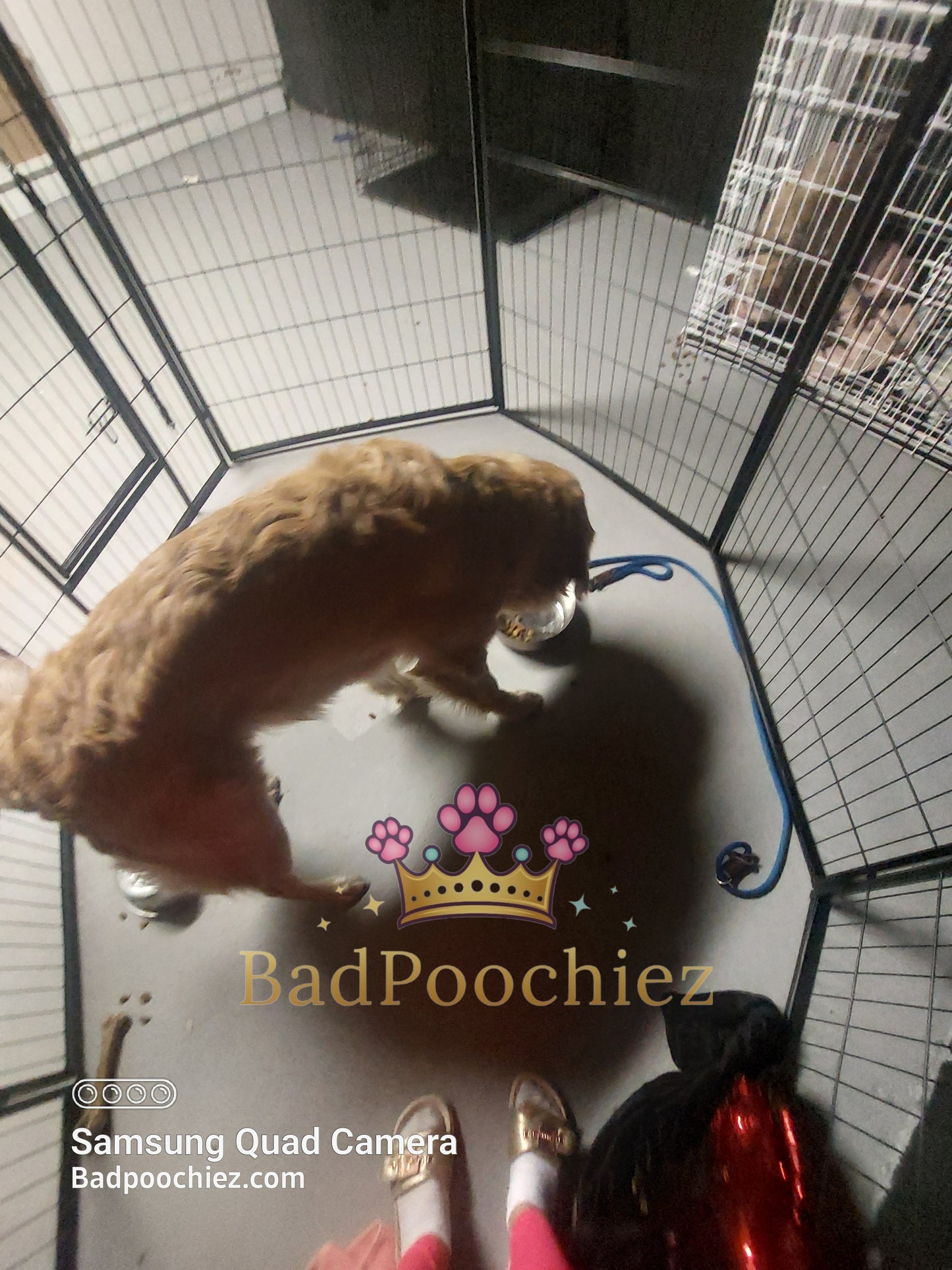 BadPoochiez Boarding  Services