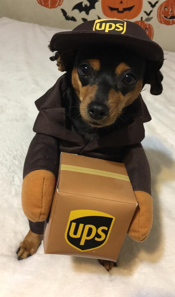 Ups Dog Costume